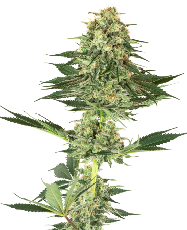 House420 Banana Kush – Feminisierte Samen